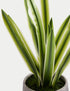 Artificial Natural Lily in Textured Pot